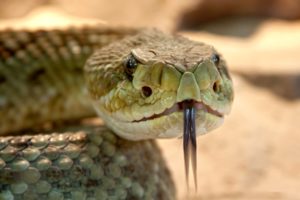 Ostrzegawcza grzechotka